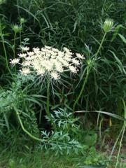 Daucus carota
