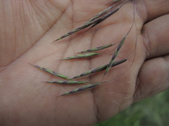 Bromus anomalus