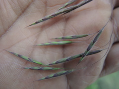 Bromus anomalus