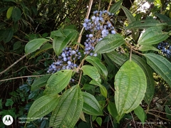 Miconia oligotricha