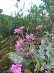 Atocion armeria