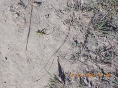 Conocephalus bilineatus