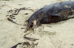 Mesoplodon grayi