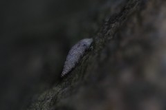 Clausilia