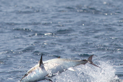 Thunnus