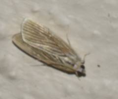 Tyspanodes linealis