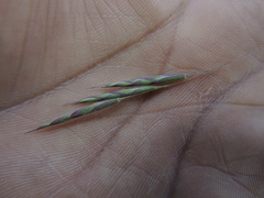Bromus anomalus
