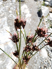 Juncus jacquinii