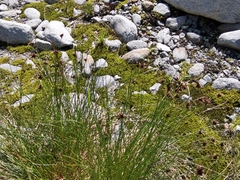 Juncus jacquinii