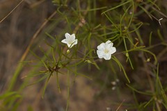 Stylisma pickeringii pickeringii