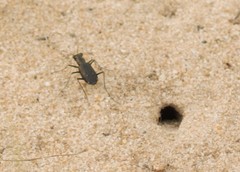 Cicindela abdominalis