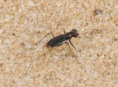 Cicindela abdominalis