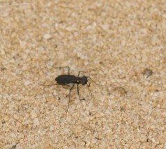 Cicindela abdominalis