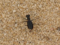 Cicindela abdominalis