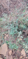 Galium hypocarpium