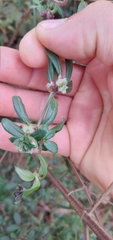 Galium hypocarpium