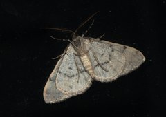 Myrioblephara duplexa