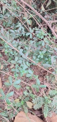 Galium hypocarpium