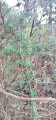 Galium hypocarpium