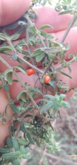 Galium hypocarpium