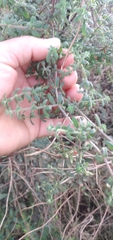 Galium hypocarpium