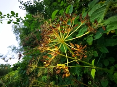 Arracacia