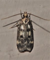 Martyringa latipennis