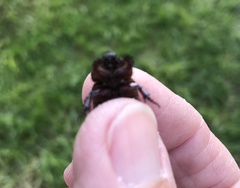 Temnorhynchus retusus