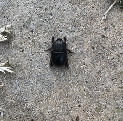 Temnorhynchus retusus