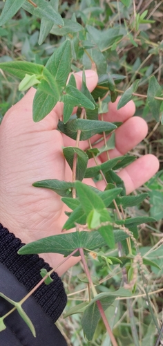 Hypericum connatum (Hypericum connatum)