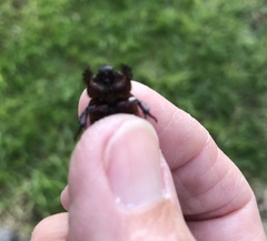 Temnorhynchus retusus