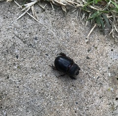 Temnorhynchus retusus