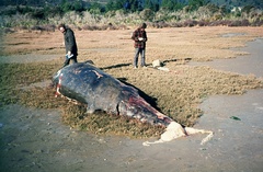 Ziphius cavirostris