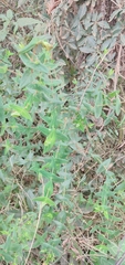 Hypericum connatum