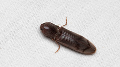 Stenagostus rhombeus