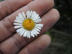 Erigeron galeottii