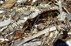 Cephalorhynchus hectori