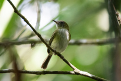 Hemitriccus griseipectus