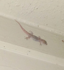 Hemidactylus turcicus