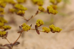 Paronychia herniarioides