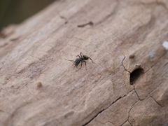 Camponotus mus
