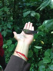 Lampornis amethystinus