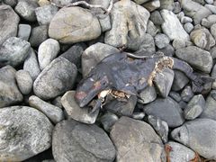 Globicephala melas