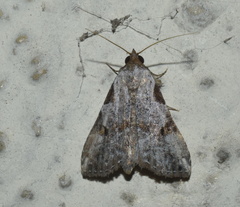 Chorsia