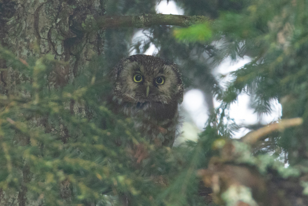 European Boreal Owl