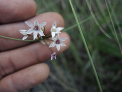 Allium pueblanum