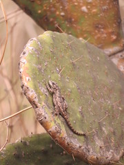 Sceloporus grammicus