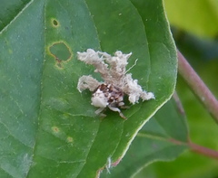Ricania speculum
