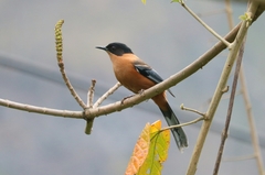 Heterophasia capistrata
