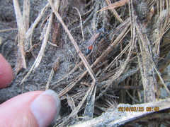 Podalonia tydei suspiciosa